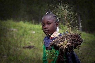 Pine Forest Tree Planting