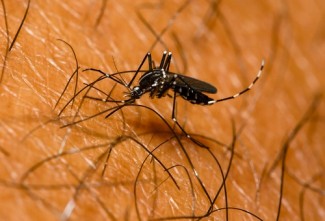 west nile virus…source westnile.com