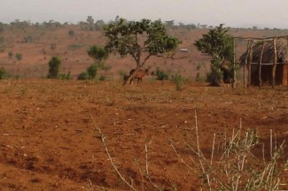 Burundi coffee plantation abandoned - IRIN